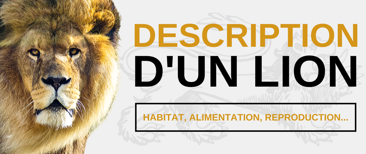 Description d'un Lion : Habitat, Alimentation, Reproduction | Lion Royaume