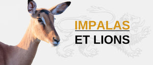 Lion et Impala : Prédateur et Proie