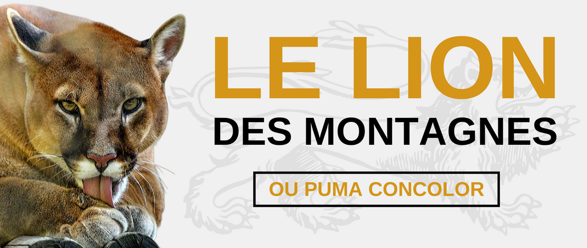 Taille sales puma animal