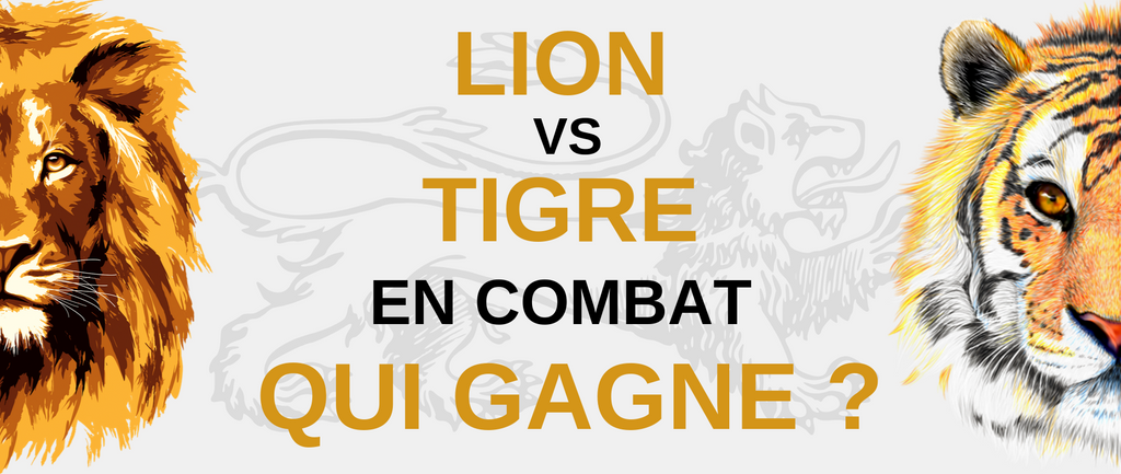 Lion VS Tigre - Qui gagnerait ?