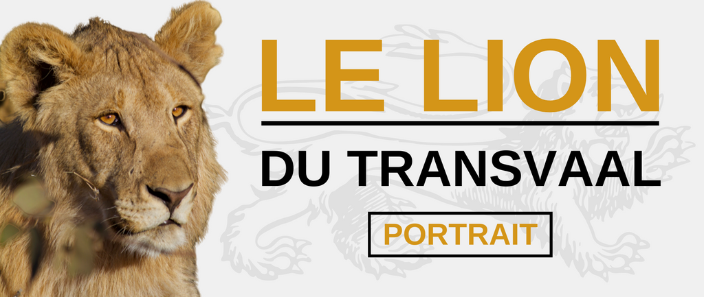 Lion du Transvaal : Portrait