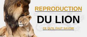 Reproduction lion.