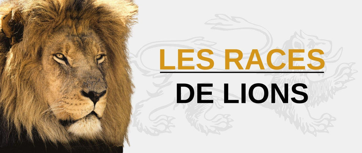 Le Roi Lion : tout savoir sur le plus célèbre des lions