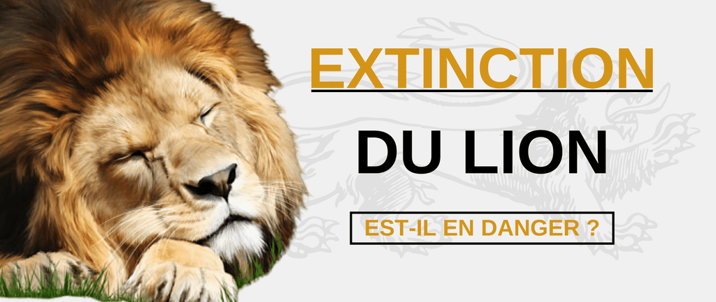 Extinction du Lion - Est-il en Danger ?