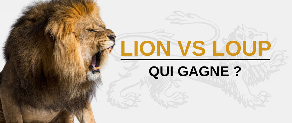 Lion VS Loup : Qui gagnerait le combat ?
