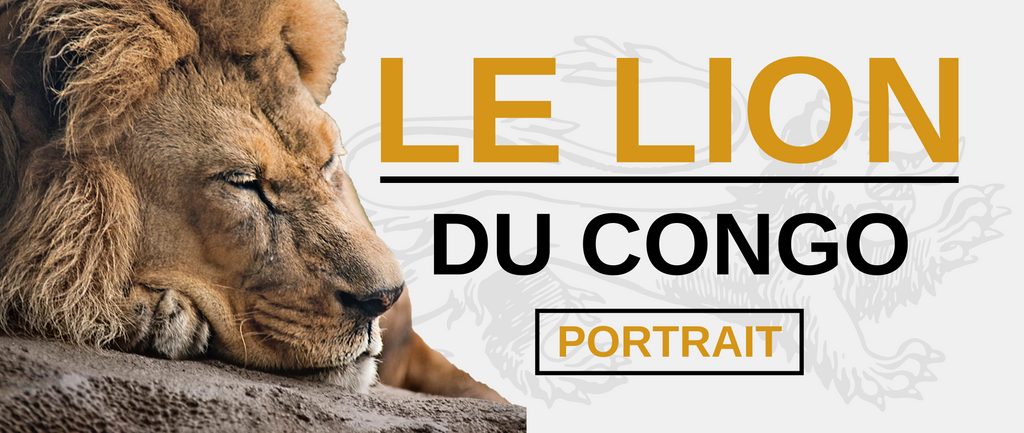 Lion du Congo (Panthera Leo Azandica)