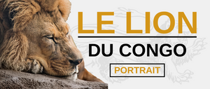 Lion du Congo.