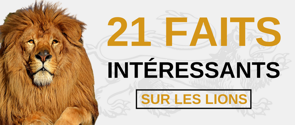 21 faits intéressants sur les lions !