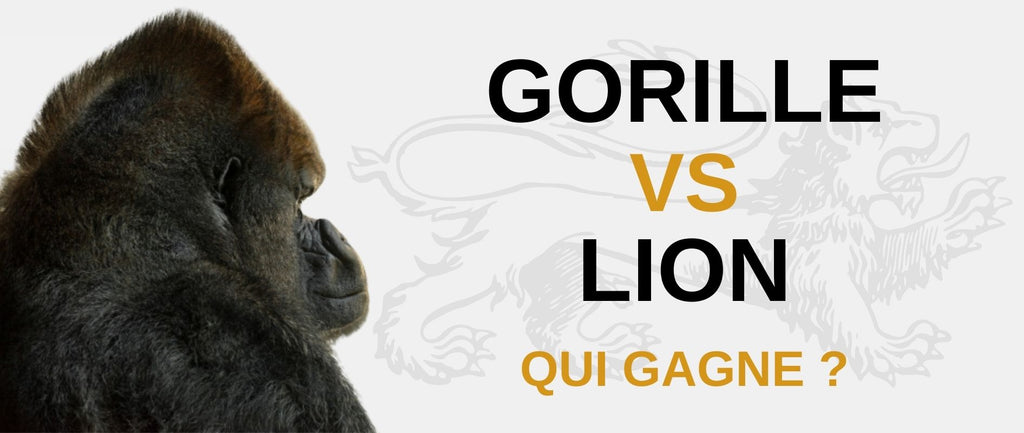Gorille vs Lion : qui gagne ?