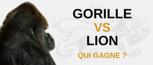 Gorille vs Lion