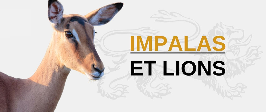 Lion et Impala : Prédateur et Proie
