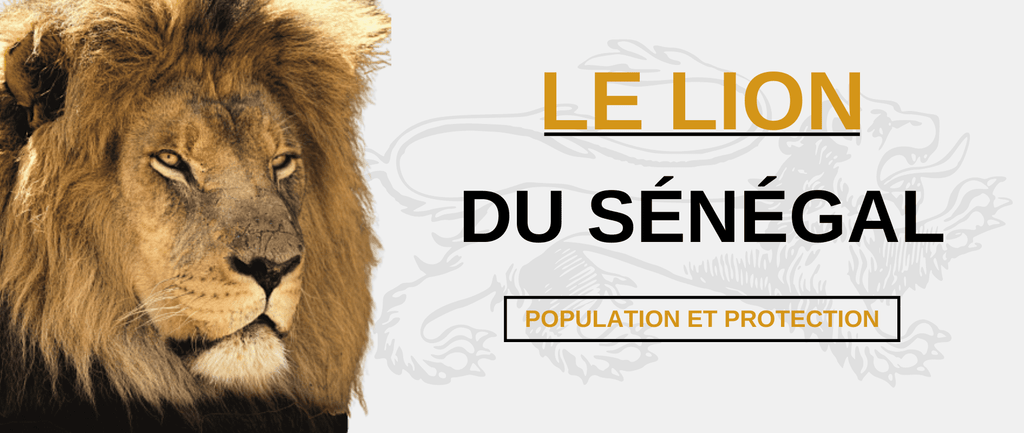 Lion du Sénégal