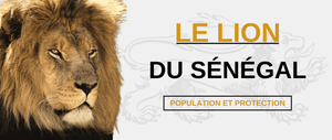 Lion sénégal population et conservation