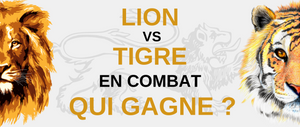 Lion VS Tigre, qui combat ?