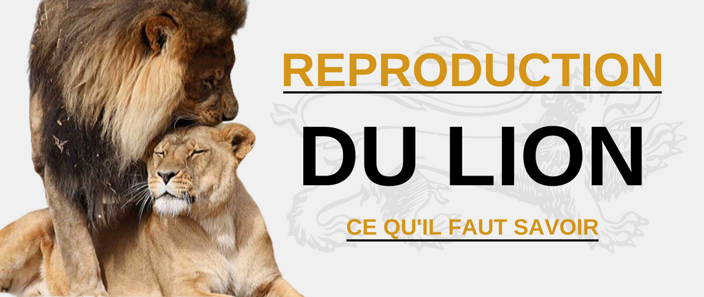 Reproduction du Lion