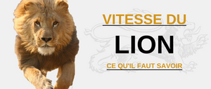 Vitesse lion.
