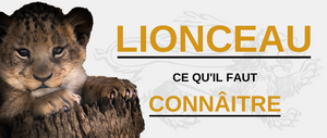 Lionceau