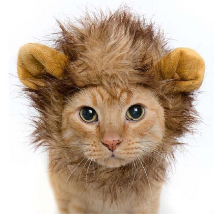 Crinière chat lion.