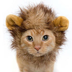 Crinière Chat Lion