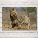 Toile lion et lionne combat.