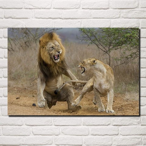 Toile lion et lionne combat.
