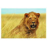 Tableau Lion Savane photo nature