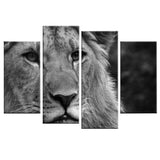 photo lion noir et blanc sur toile