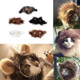 Chat Crinière de Lion Noire Choix des couleurs