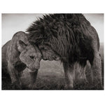 Tableau Lion et Lionne Finesse photo couple pour déco