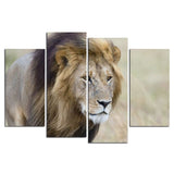 Lion Tableau Couleur photo sur toile