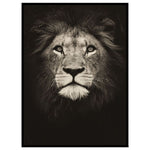 Tableau Lion Vieillit tête de lion noir et blanc
