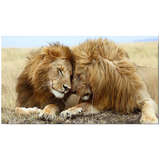 Tableau avec un lion et une lionne en couleurs.