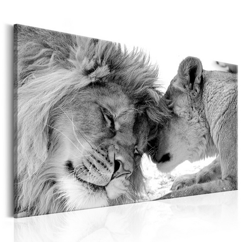 Câlin sur toile lion et lionne.