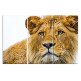 Photo lion sur toile en couleurs.