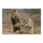 Poster lion et lionne combattant.