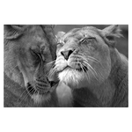 Toile lion et lionne en noir et blanc.