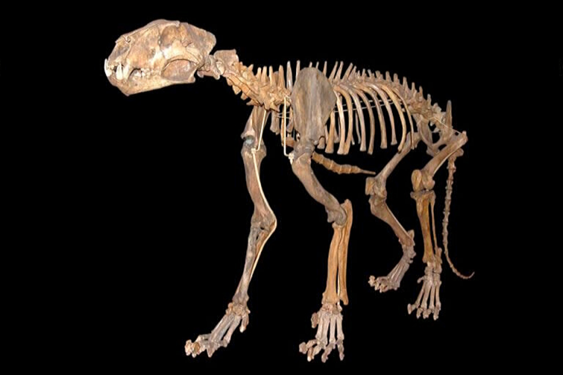 Squelette d'un lion des cavernes.