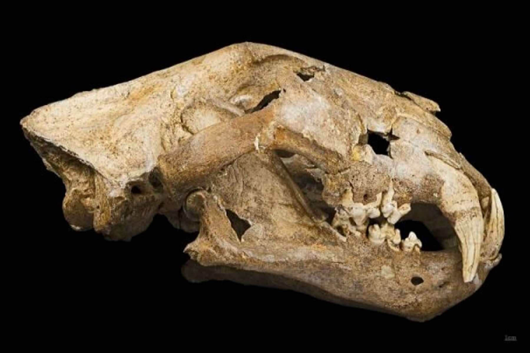 Squelette lion des cavernes.
