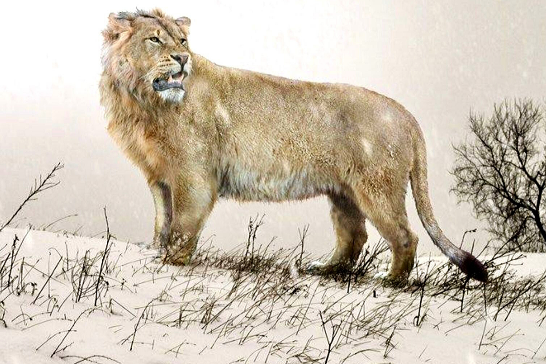 Lion des cavernes.
