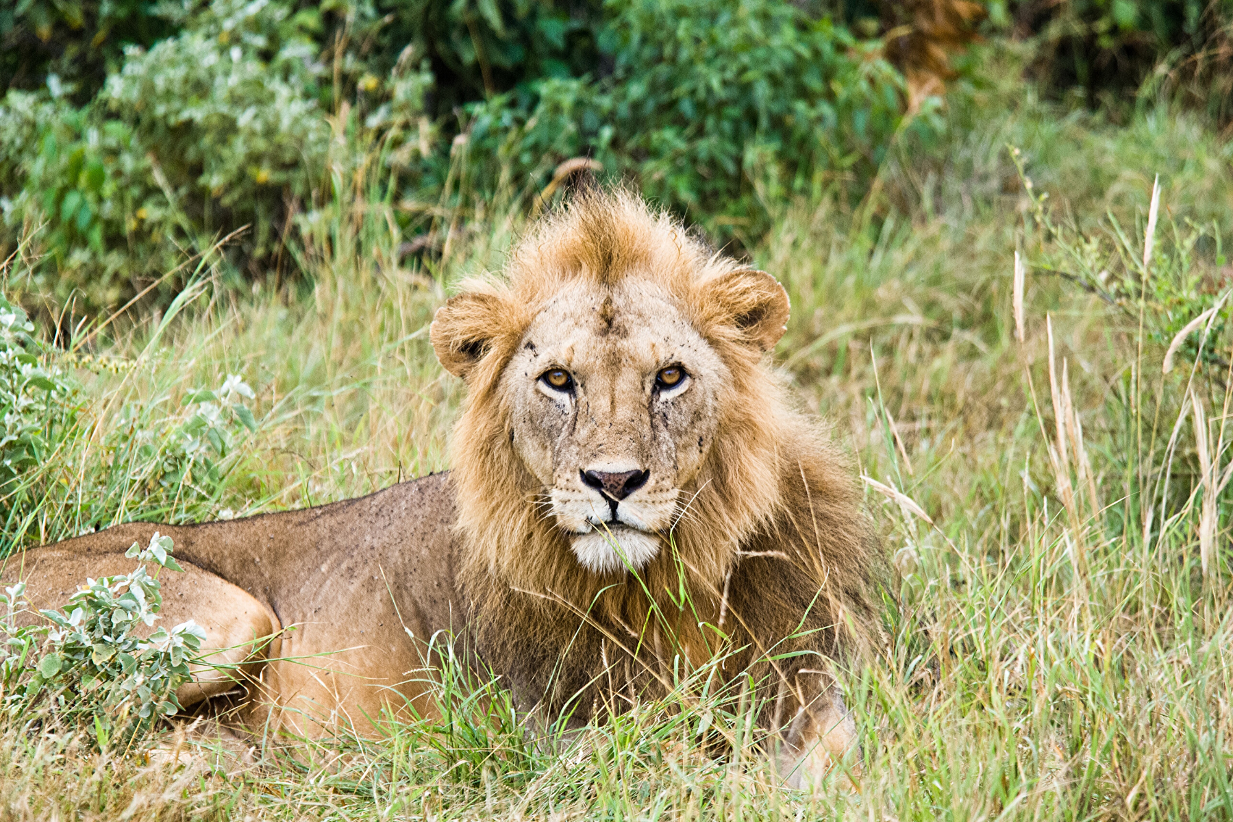 Lion asiatique.
