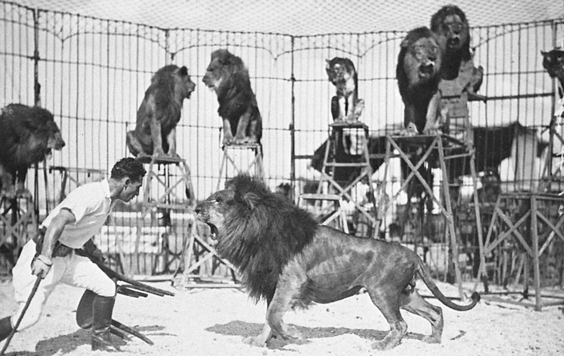 Dresseur de lions.