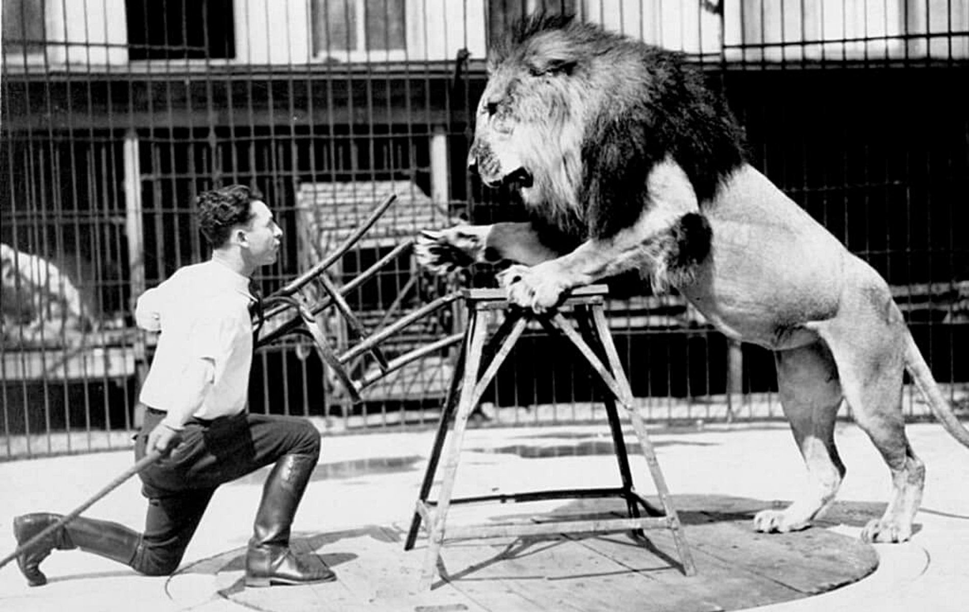 Dresseur de lions avec chaises.