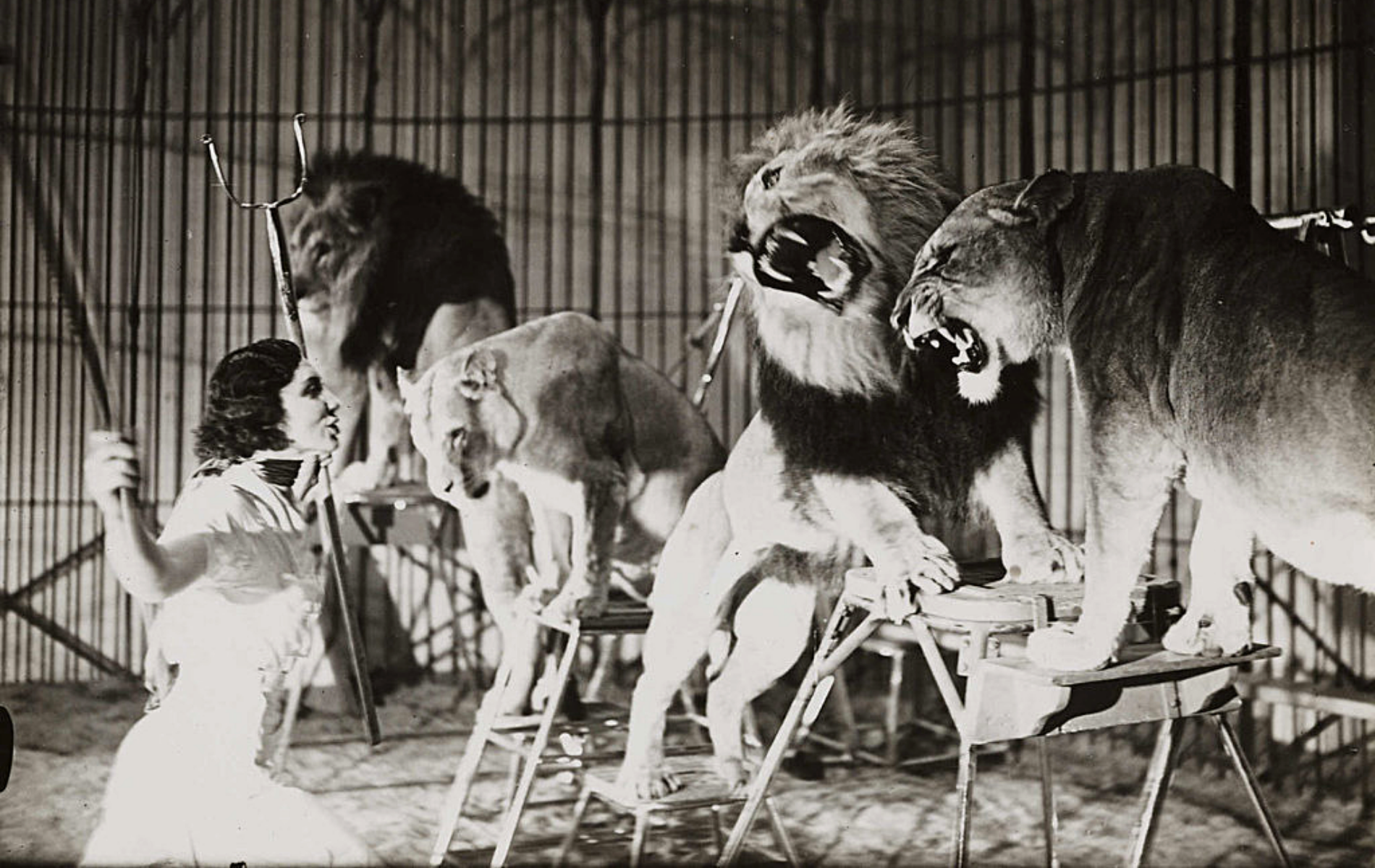 Dresseur de lions.