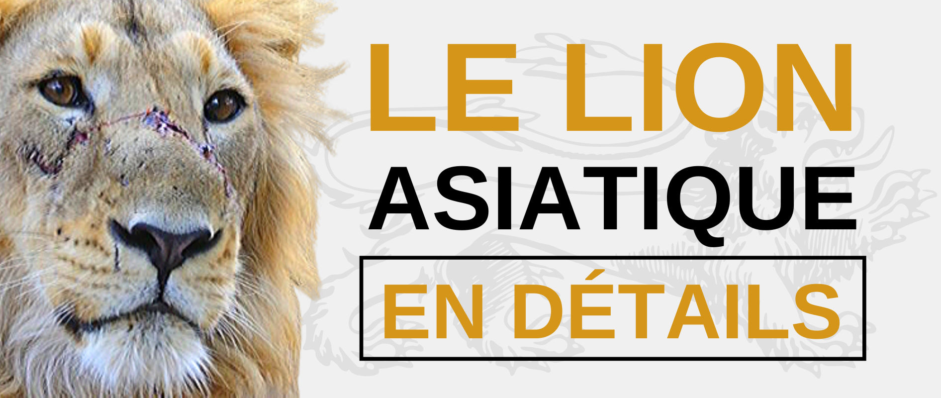 Le lion asiatique.