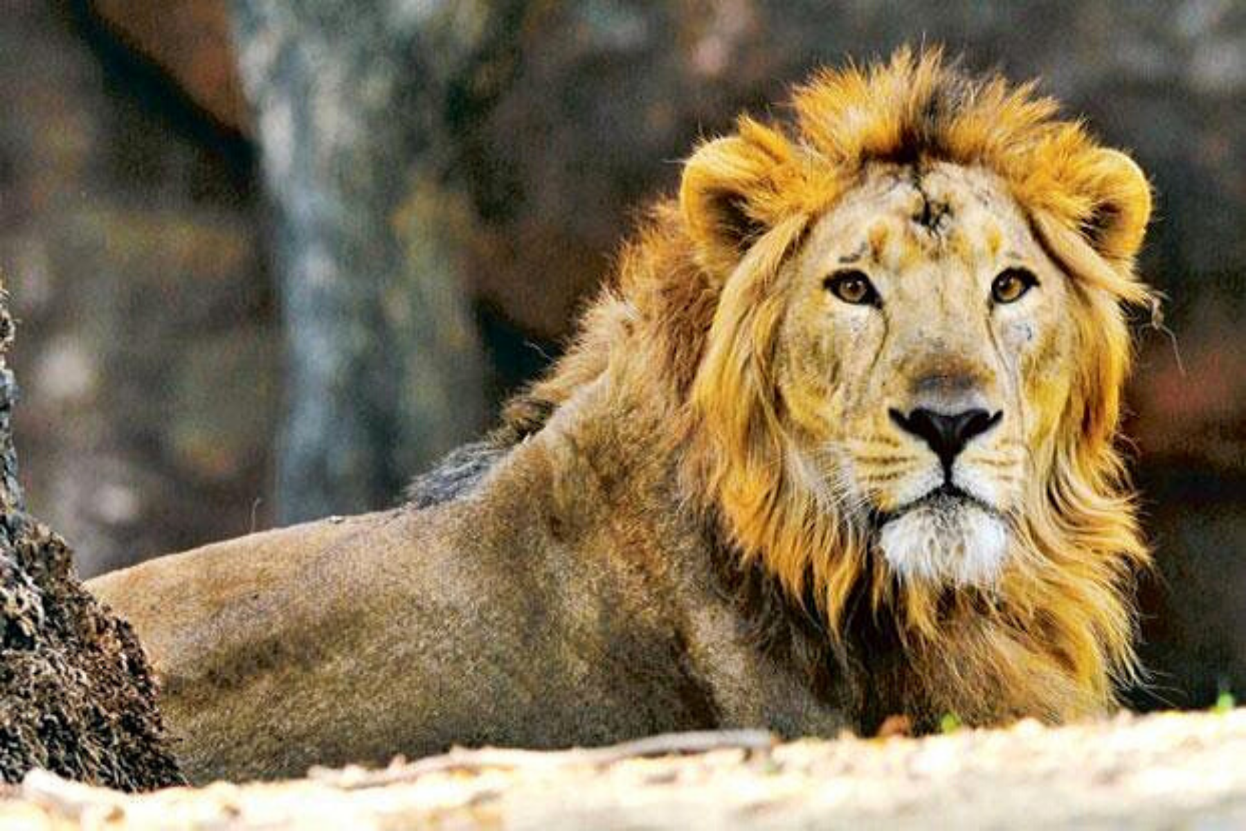Lion asiatique mâle.