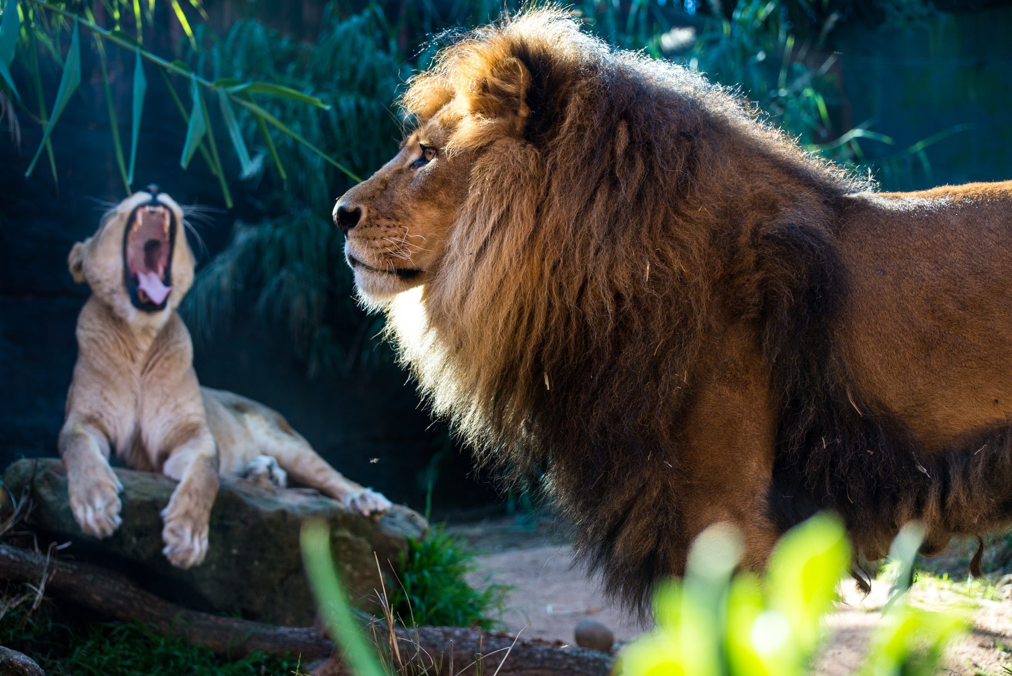 Lion et lionceau.