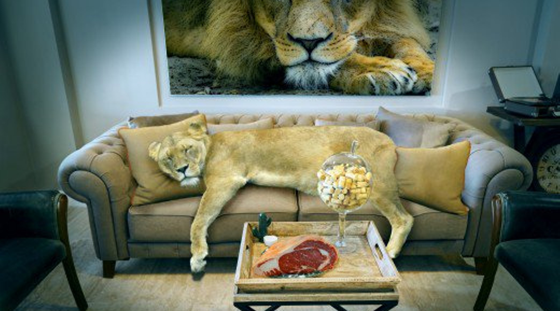 Lionne qui rêve.