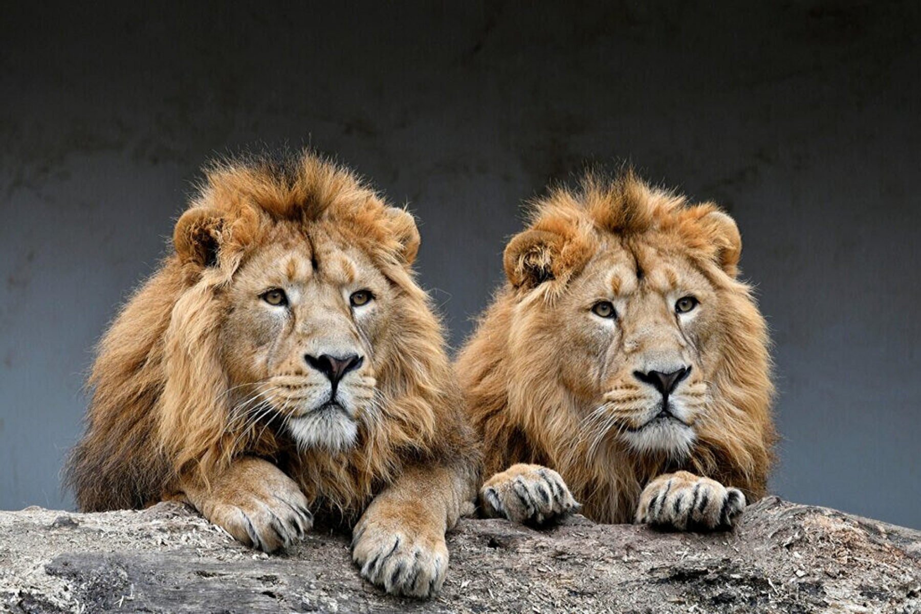 Lions asiatiques.