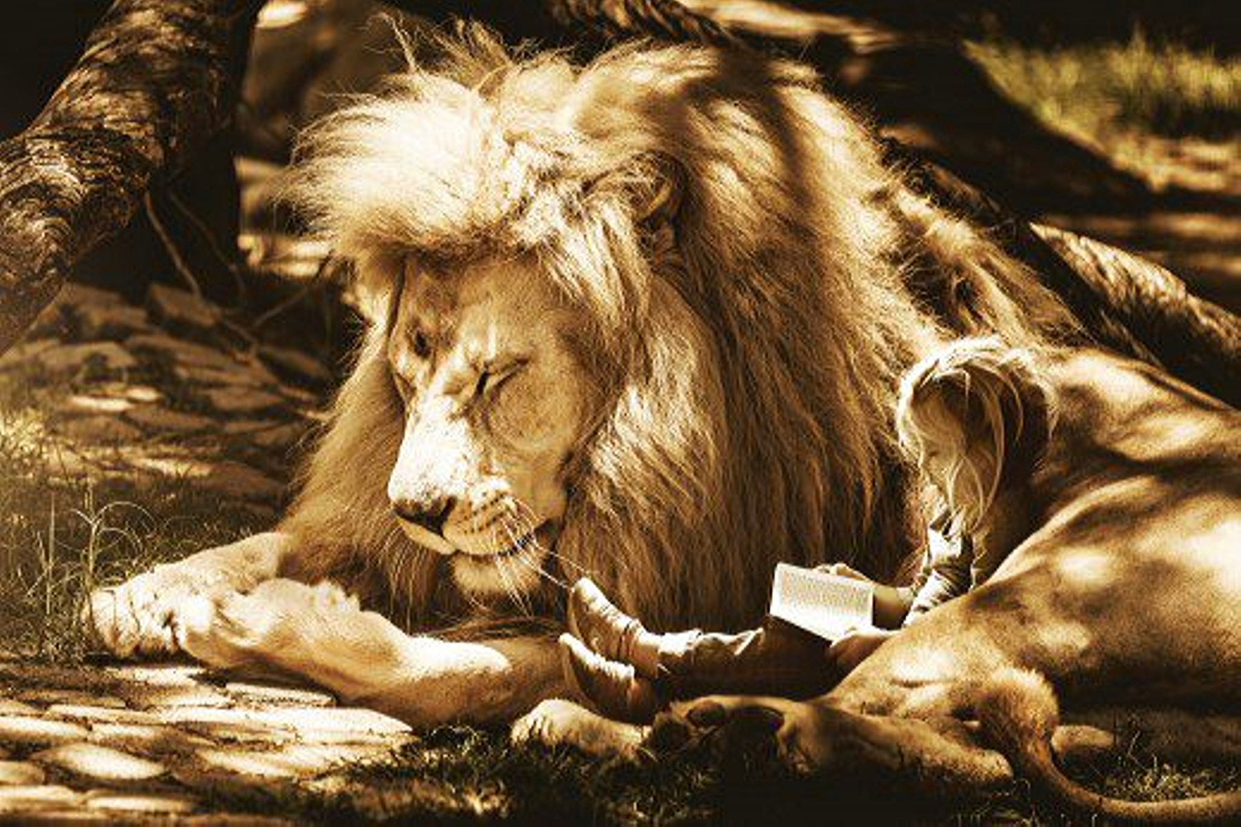 Rêves de lion.