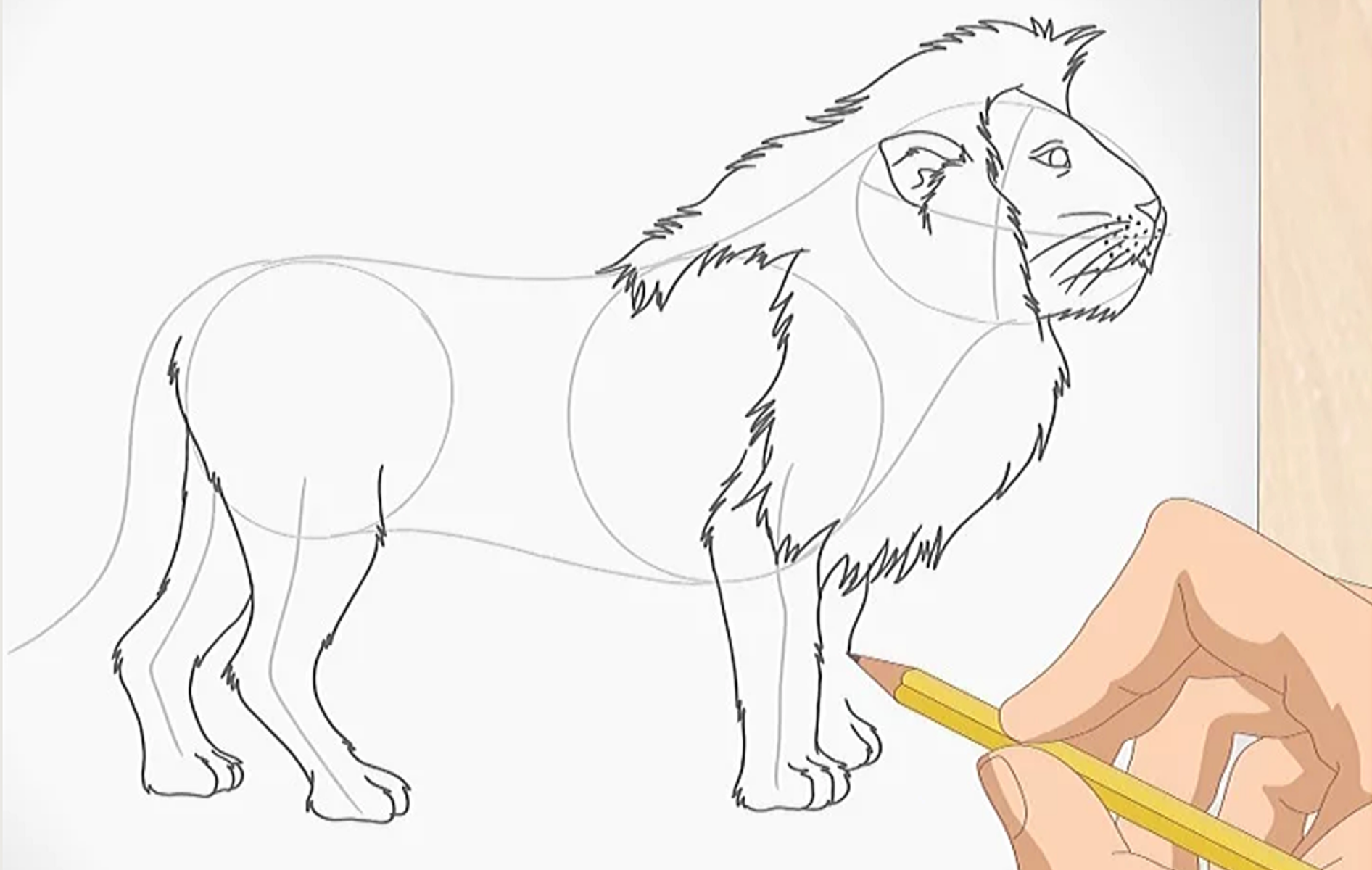Dessiner un lion.